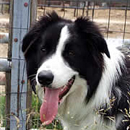 Drystan was adopted in August, 2006